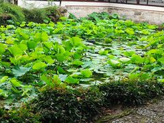 -上海醉白池公园