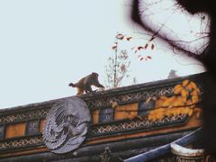 -苏州上方山国家森林公园