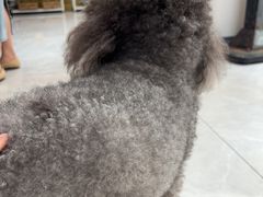 -瑞鹏宠物医院·超声·骨科·奇麟分院(蜀都万达店)