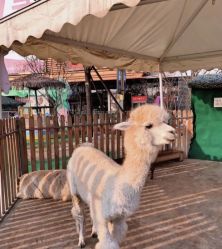 -萌宠亲子动物乐园(槐房万达店)