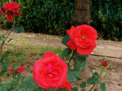 -中国中医科学院望京医院(院本部)