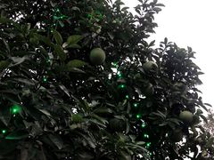 -南通洲际绿博园