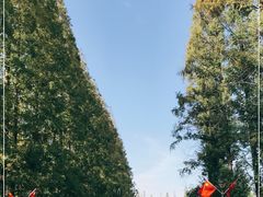 -黄海国家森林公园