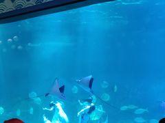 -烟台海昌鲸鲨海洋公园