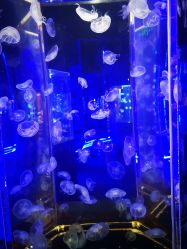 -未来动物城动物主题公园(大悦城店)