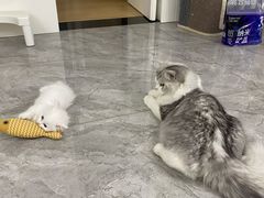 -欣宠猫屋·矮脚拿破仑·蓝金金渐层