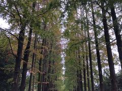 -上海滨江森林公园