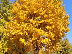 -肯德基(安定门店)