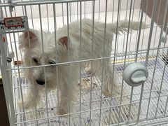 -翊宠yipet猫狗购宠庄园犬舍•猫舍