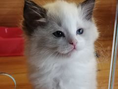 -猫十亿·布偶金渐层·曼基康矮脚猫舍(青年路店)