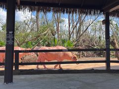 -海南热带野生动植物园