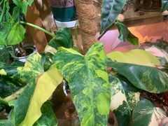 -Rabbit Cafe私房西餐甜点咖啡(栖霞路店)