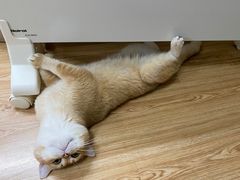 -十年猫舍·猫咪专门店(普陀店)