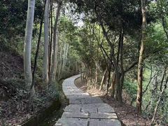 -大屏嶂森林公园