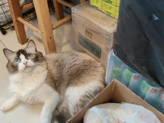 -平行世界·猫咖(首经贸店)