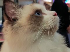 -滚猫咖啡·猫咖·猫友好撸猫(未来城店)