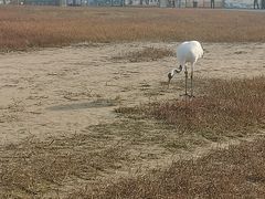 -盐城丹顶鹤湿地生态旅游区