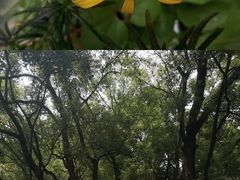 -中国科学院华南植物园