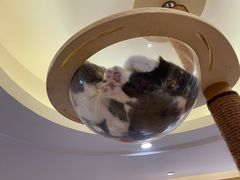 -滚猫咖啡·猫咖·猫友好撸猫(未来城店)