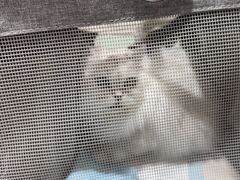 -佳雯宠物医院·皮肤科·内外科(春晓路分院)