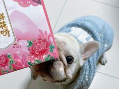 -美联众合动物医院·24h京西诊疗中心