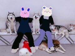 -星多哈·狗咖·拼豆·咖啡
