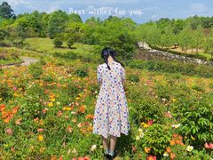 -都江堰玫瑰花溪谷