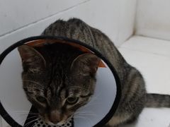 -关爱宠物医院·猫科中心·消化科(滨湖万达分院)