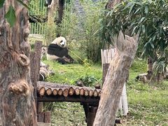-武汉动物园