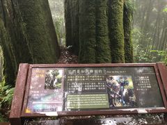 -阿里山神木遗迹