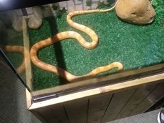 -广州长隆国际大马戏