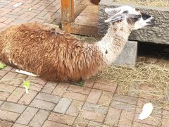 -长白岛森林公园