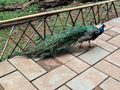 -昆明动物园