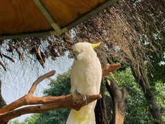 -广州长隆飞鸟乐园