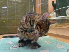 -帕帕拉兹宠物(亚洲旗舰店)