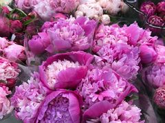 -双季花艺园艺市场(浦东店)