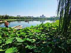 -莲花池公园