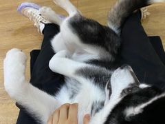 -Husky Go! 哈士奇体验馆·宠物咖啡厅狗咖