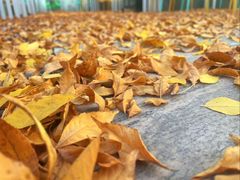 -香港狮子山下·明星粤菜餐厅(北苑店)