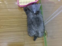 手术后-瑞派福兴宠物医院犬猫全科·骨科·中西医结合(河东店)