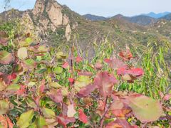 -大岭沟猕猴桃谷风景区