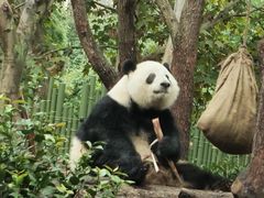 -成都动物园