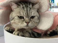 -喵的天空名猫咖啡馆·撸猫·猫舍·用品