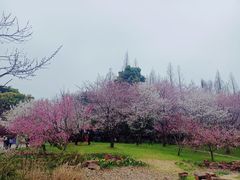 -苏州上方山国家森林公园