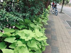 -陈记锅巴菜(五大道店)
