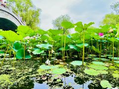 -长春市南湖公园