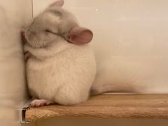 -龙猫仔乐园(惠福东路店)