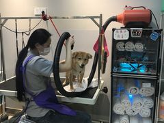 -PETKIT 小佩宠物·低压洗护·美容·寄养(安远店)