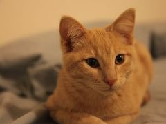 -FAELING PETS美天灵宠物(富力广场店)