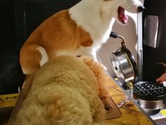 -more than meow吴止猫主题餐厅(承德 中船汇店)